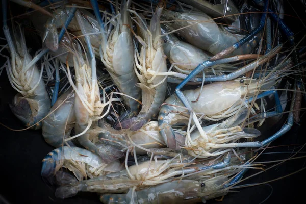 Närbild färsk kunglig rå räkor. Koncept beredning för fisk och skaldjur — Stockfoto