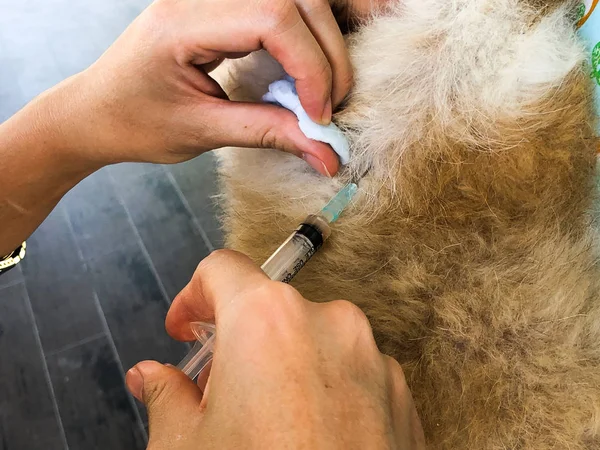 Veterinário que dá uma vacina a um cão — Fotografia de Stock
