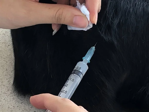 Veterinarian makes an injection a Thai cat.