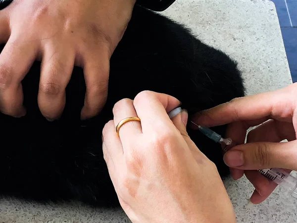 Veterinarian makes an injection a Thai cat.