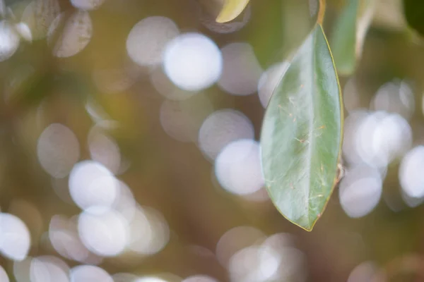 Foco com folha com fundo de luz bokeh — Fotografia de Stock