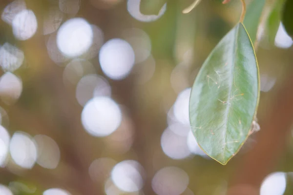 Bokeh ışık arka plan ile yaprak ile odak — Stok fotoğraf
