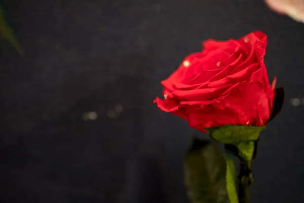 Single red rose on a dark place