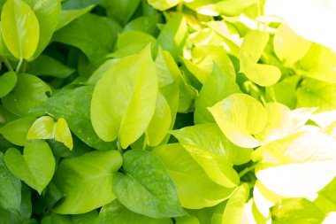 yaprak yeşil arka plan