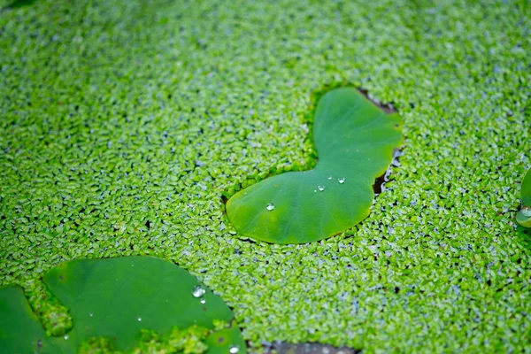 Erva-daninha verde coberta na água — Fotografia de Stock