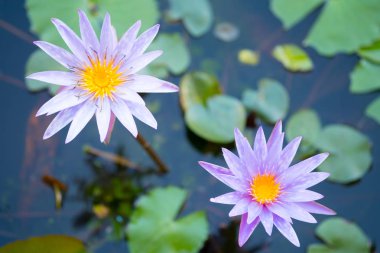 Mor sarı-orta nymphaea lotus yaprakları ile