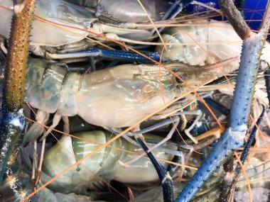 Tay pazarında buz üzerinde Çiğ kral boyutu karides