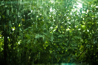 Yağmur suyu damlaları ile taze yeşil yaprakların yakın