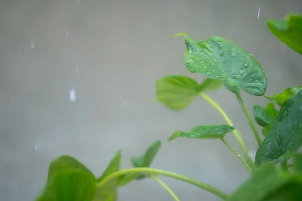 Gotas de lluvia sobre el fondo de la naturaleza de hoja verde — Foto de Stock