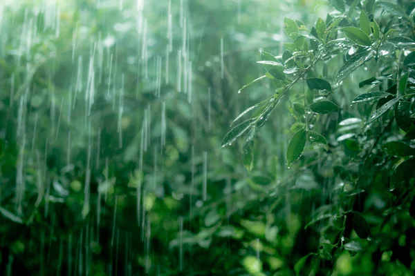 Primer plano de hojas verdes frescas con gotas de agua de lluvia — Foto de Stock