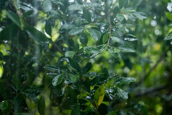 Close up de folhas verdes frescas com gotas de água da chuva — Fotografia de Stock