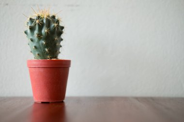 Masada pot sevimli mini kaktüs