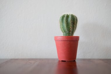 Masada tencere bazı mini kaktüsler.