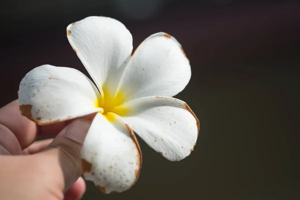 Zavřít krásné Plumeria v ruce — Stock fotografie