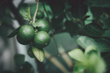 Yeşil limon, bahçede yetişen tropikal meyve. Meyve suyu için organik meyve ve birçok Tayland yemeği menüsü.