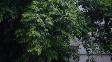 Rüzgâr ağacı üflüyor, gök yüzünde fırtına bulutları dolaşıyor yağmurdan önce.