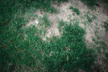 Yeşil çimenler ve toprak zemin. Doğa arkaplanı