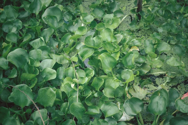 Rośliny Zielonego Kaczora Hiacynt Wodny Odzyskiwania Składników Odżywczych Ścieków Widok — Zdjęcie stockowe