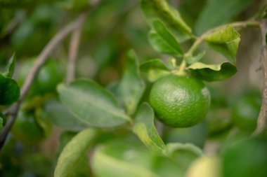 Ağacın dallarından sarkan yeşil limon. Bahçede yetişen tropikal meyveler Tayland yemeklerinin ana malzemelerinden biridir.