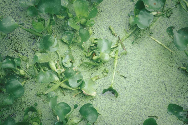 Green Duckweed Piante Giacinto Acqua Recupero Dei Nutrienti Delle Acque — Foto Stock