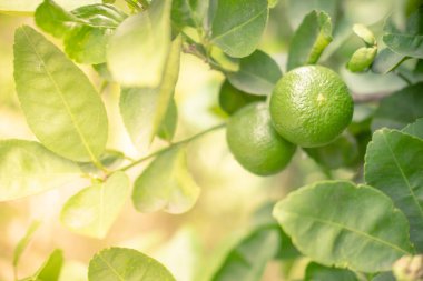 Ağacın dallarından sarkan yeşil limon. Bahçede yetişen tropikal meyveler Tayland yemeklerinin ana malzemelerinden biridir.