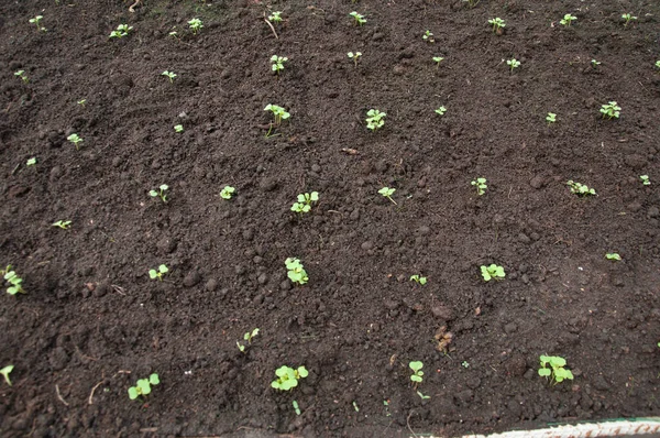 Jonge Groene Zaailingen Planten Groeien Het Uitzicht Van Top Kas — Stockfoto