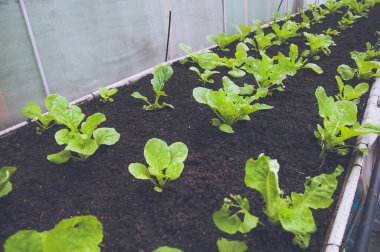 Serada sıra sıra yeşil salata fideleri. Bir serada büyüyen bitkiler