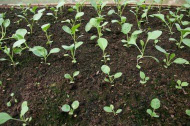 Genç yeşil fidanlar, yeşil evdeki manzarayı büyütür.