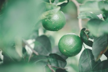 Evdeki organik bahçede ağaçta taze yeşil limon.