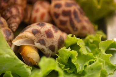 Babil salyangozu veya tatlı kabuklu deniz ürünleri Tayland 'daki deniz ürünleri restoranlarında turistler arasında popülerdir.