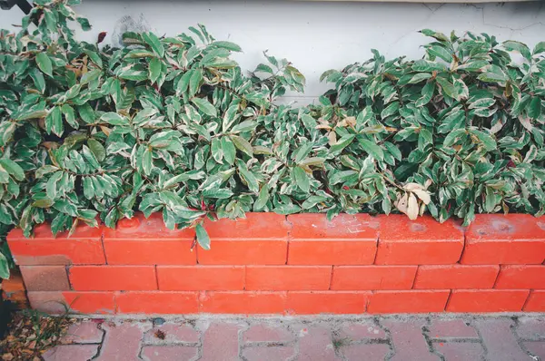 Strom Rostlina Oranžovou Cihlovou Výzdobou Zahradě Zavřít — Stock fotografie