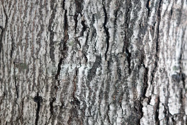 Background Texture Tree Bark Skin Bark Tree Traces Cracking — Stock Photo, Image