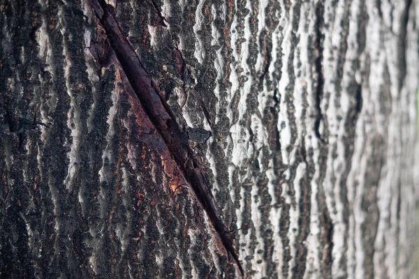 Background Texture Tree Bark Skin Bark Tree Traces Cracking — Stock Photo, Image