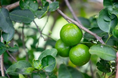 Ev bahçesindeki Tayland yeşil limon ağacını kapat.