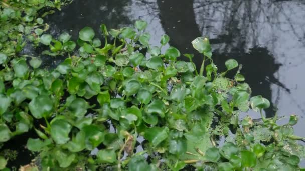 水を浄化するが 水辺の生活に問題を作る運河に流れる雑草のエイリアン種の水のヒヤシンス — ストック動画