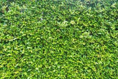 Yeşil yapraklar arka plan. Çevresel tazelik duvar kağıdı kavramı.