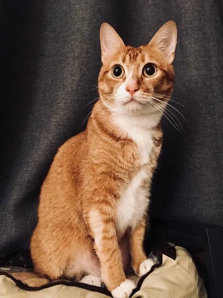 Внутренний Портрет Короткошерстного Кота — стоковое фото