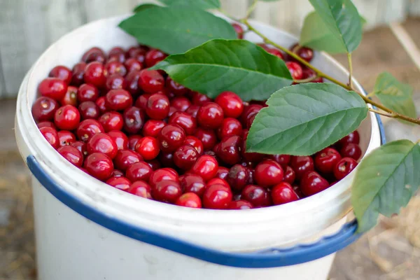 Cereza Roja Fresca Madura Cubo Cerezas Rojas Maduras Cubo Blanco — Foto de Stock