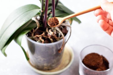 Kahve tortusu, kahve tortusu ağaca uygulanır ve doğal bir gübre, bahçecilik hobisidir.