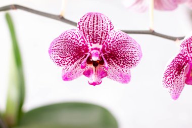 Güzel bir orkide çiçeğine yaklaş. Doğal arkaplan