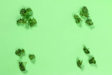 Renkli arka planda maydanoz. Maydanoz manzaralı. İzole edilmiş