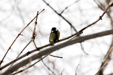venoma benzer baştankara