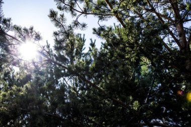 ağaçların arasından güneş dünyayı ısıtan.