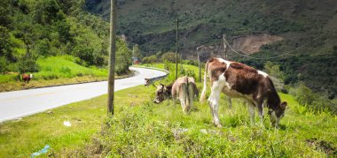 İnekler baharda güneşli bir günde yolun her iki tarafında otlakları yiyorlar.