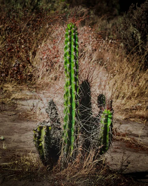 Kaktus Aus Dem Colca Tal Inmitten Eines Wanderweges Mit Farbenfrohen — Stockfoto