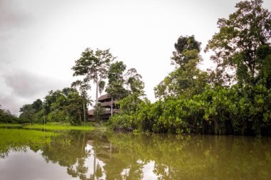 Ormandaki evlerin manzarası bitkilerle dolu küçük bir gölün önünde.