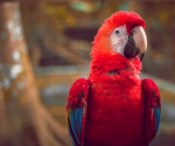 Schöner Vogel Mit Buntem Gefieder Und Sehr Intensivem Blick — Stockfoto