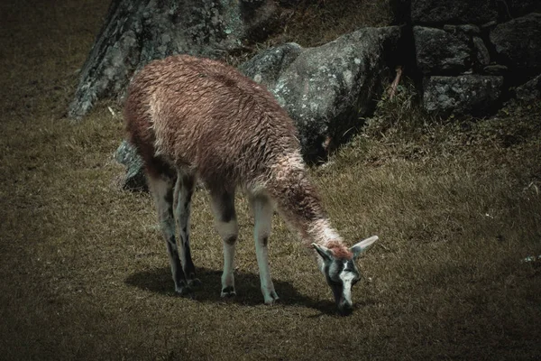 ビクーニャはインドの都市マチュピチュで牧草地を食べています — ストック写真