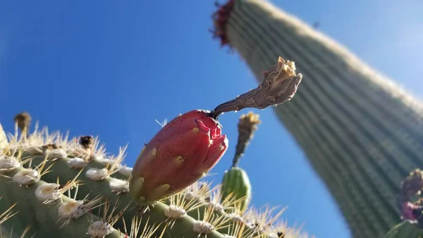 Fruta saguaro abierta y madura que muestra semillas y carne —  Fotos de Stock