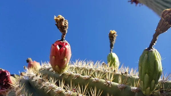 Frutto saguaro aperto e maturo con semi e polpa — Foto Stock